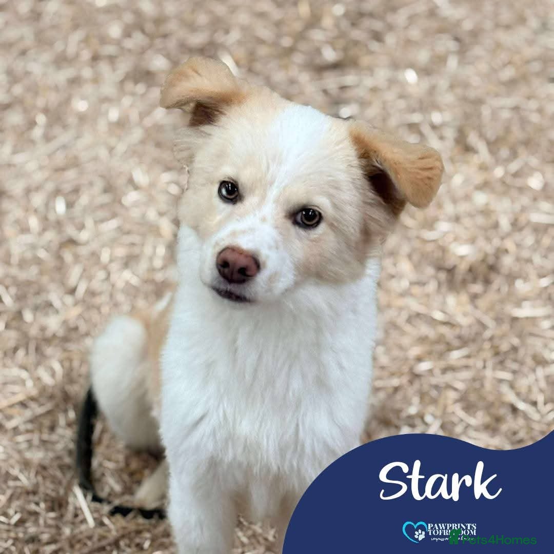 Mixed Breed dogs Meet Stark, currently residing in Essex - Advert 1