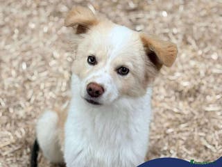 Mixed Breed dogs Meet Stark, currently residing in Essex - Advert 17