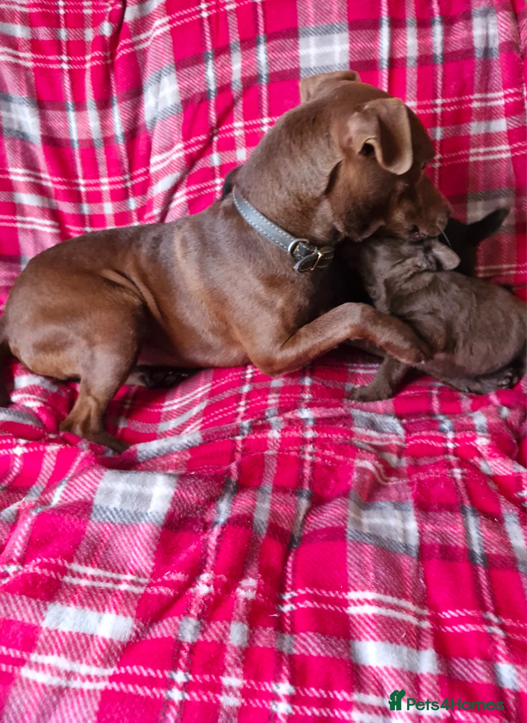 Patterdale Terrier dogs for sale: Patterdale terrier pups - Advert 5