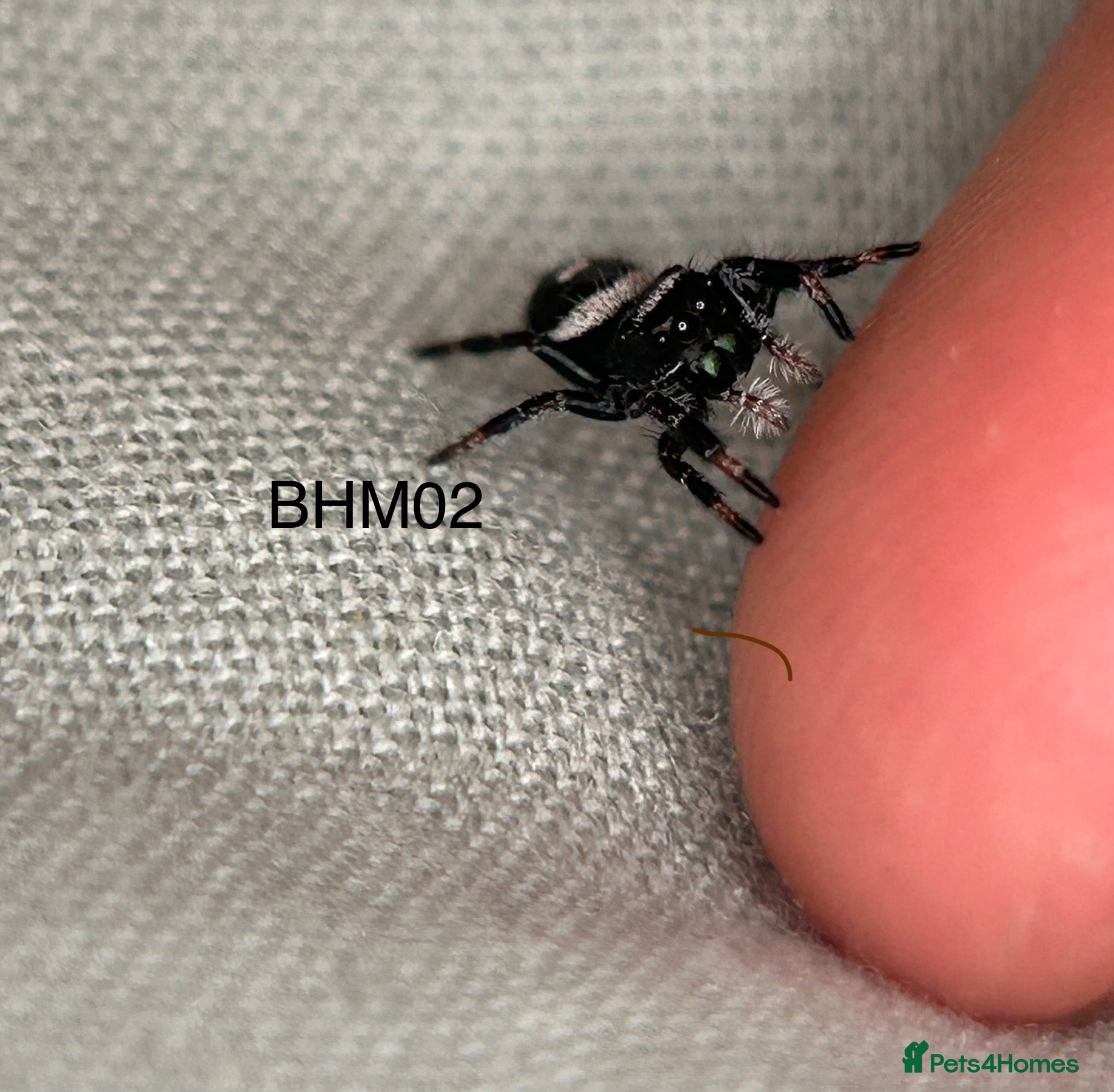 Spiders invertebrates Male Bahama Jumping spider with enclosure set up  - Advert 1