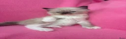 Ragdoll cats for sale: 5 Beautiful Fluffy Ragdoll Kittens  - Advert 11