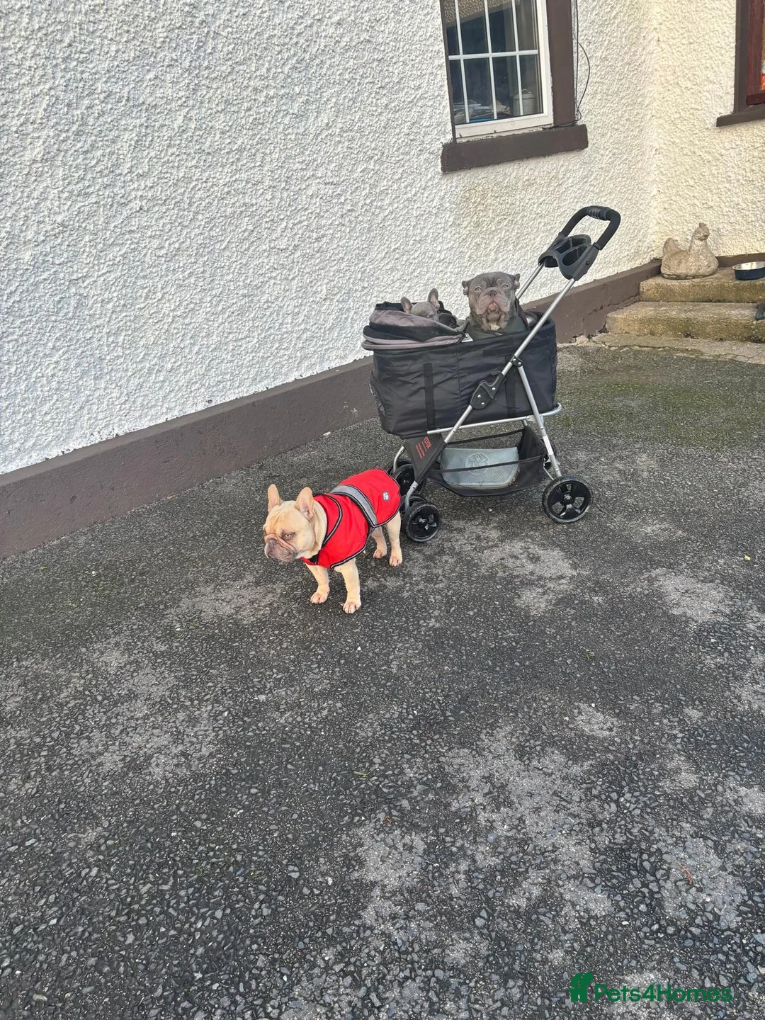 French Bulldog dogs for sale: French bulldog puppies - Advert 5