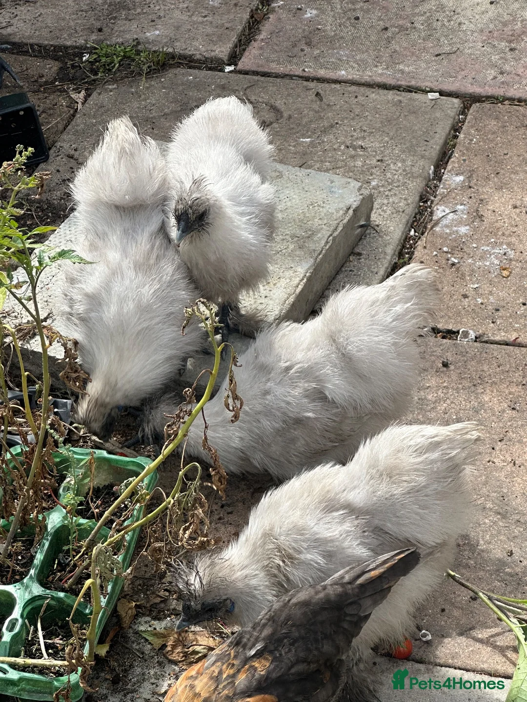 Chickens poultry for sale: Silkie chickens in Cambridge - Advert 2