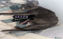Mixed Breed cats for sale: 3 Stunning kittens left 🧸🤍 - Image 1