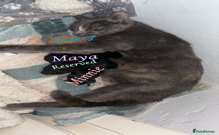 Mixed Breed cats - Advert 6