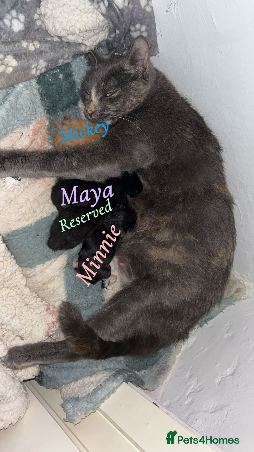 Mixed Breed cats for sale: 3 Stunning kittens left 🧸🤍 - Image 1