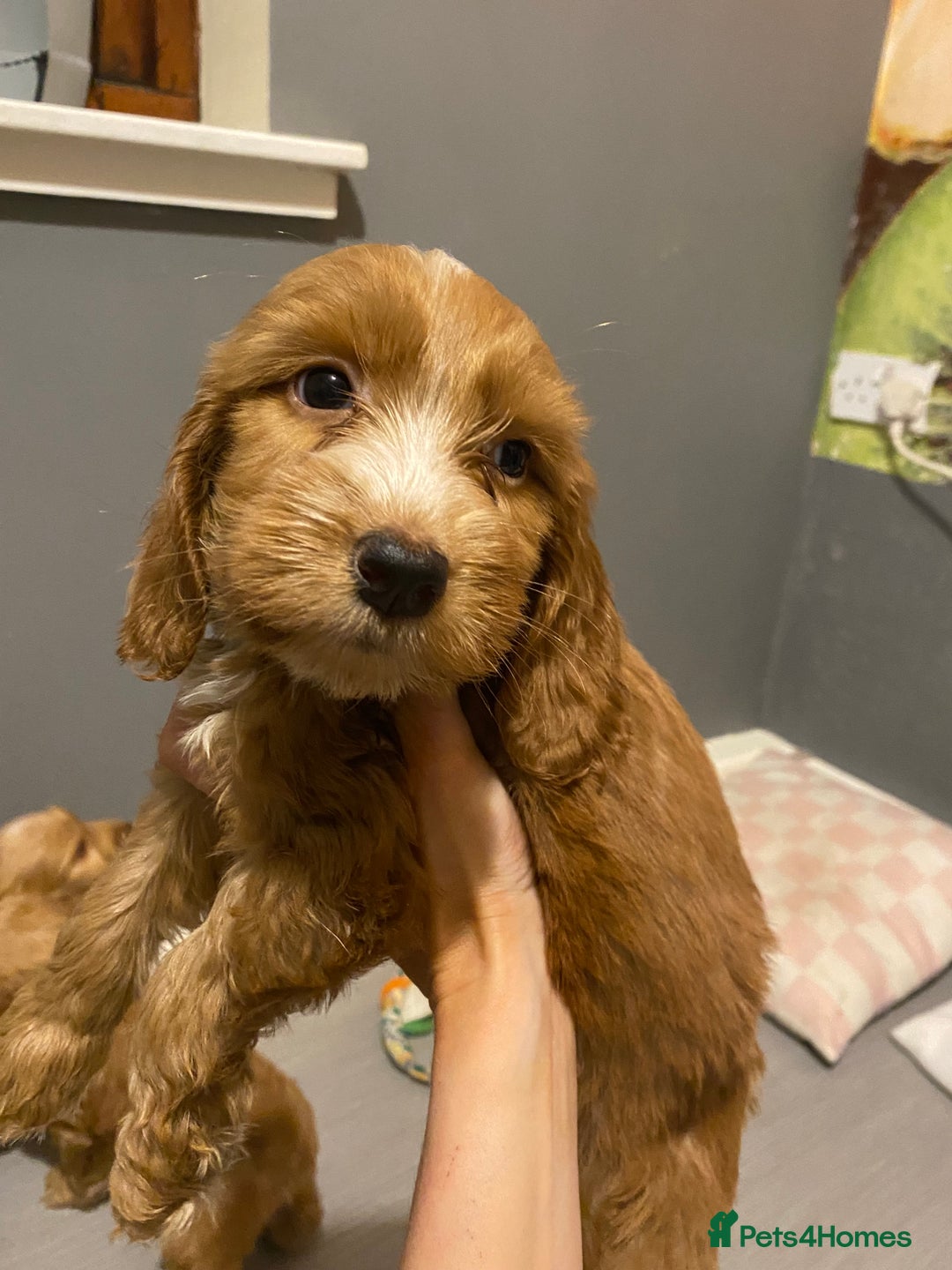 Labradoodle dogs for sale:  Australian Labradoodles Show Cocker Spaniel - Image 27