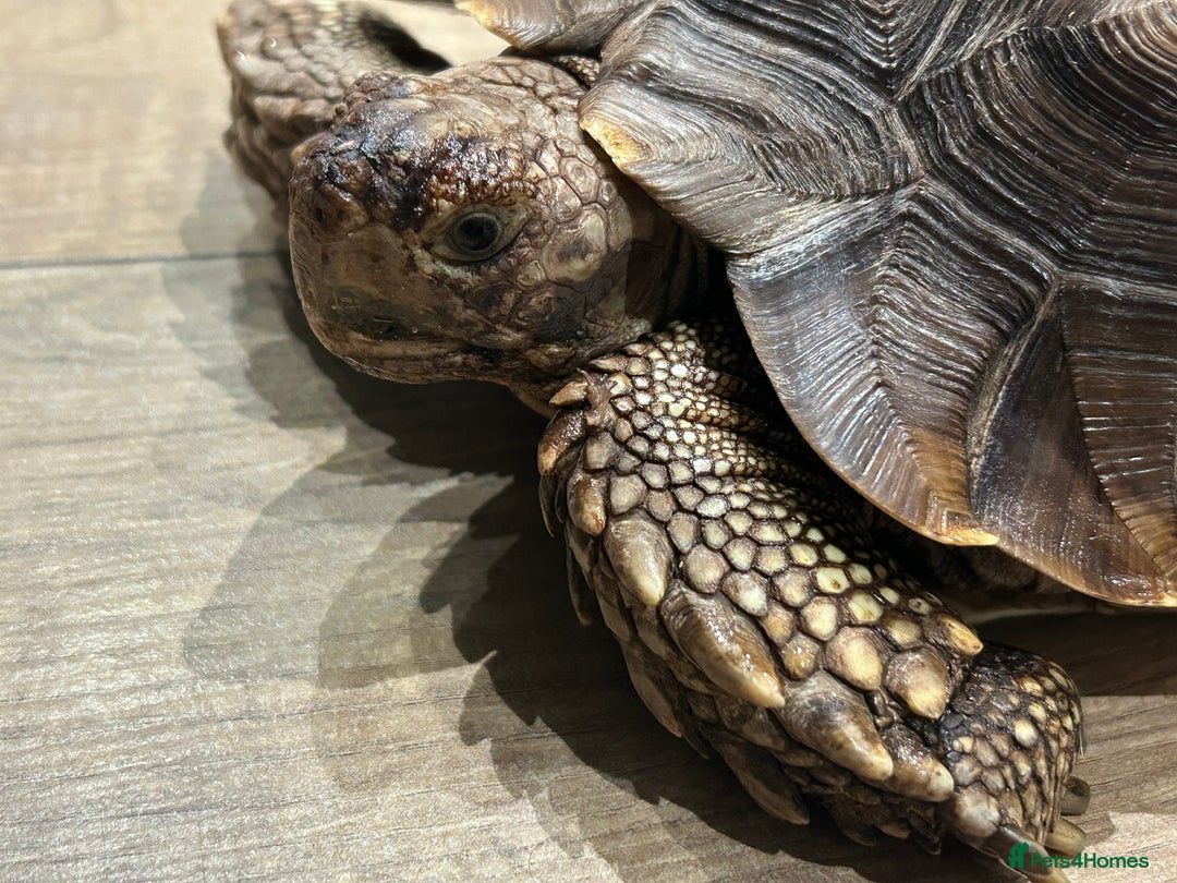 Tortoise reptiles for sale: Sulcata tortoise  - Advert 3
