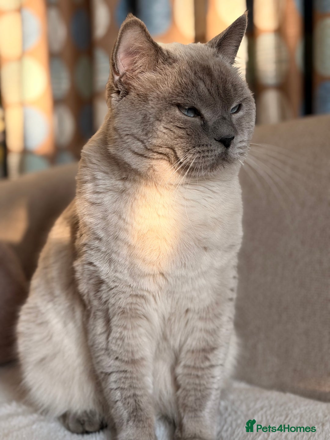 British Shorthair cats for stud: For stud  - Advert 2