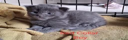 Maine Coon cats for sale: Maine Coon kittens ( 3weeks old ) - Advert 14