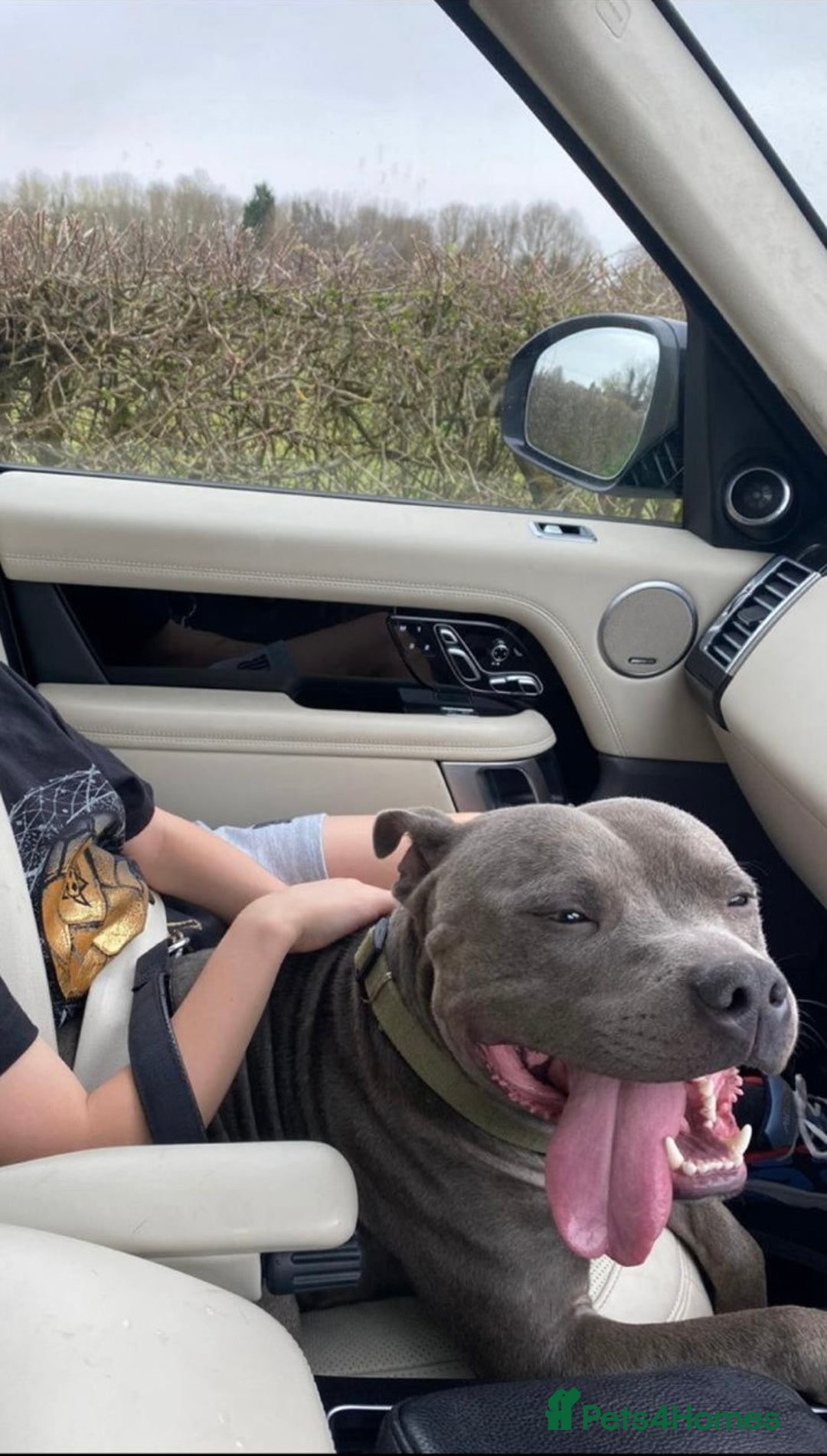 Staffordshire Bull Terrier dogs for sale: Staffordshire bull terrier puppies♥️ KC registered - Image 10