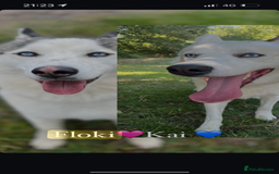 Siberian Husky dogs for sale: Beautiful Purebred Siberian Husky puppies  - Image 8