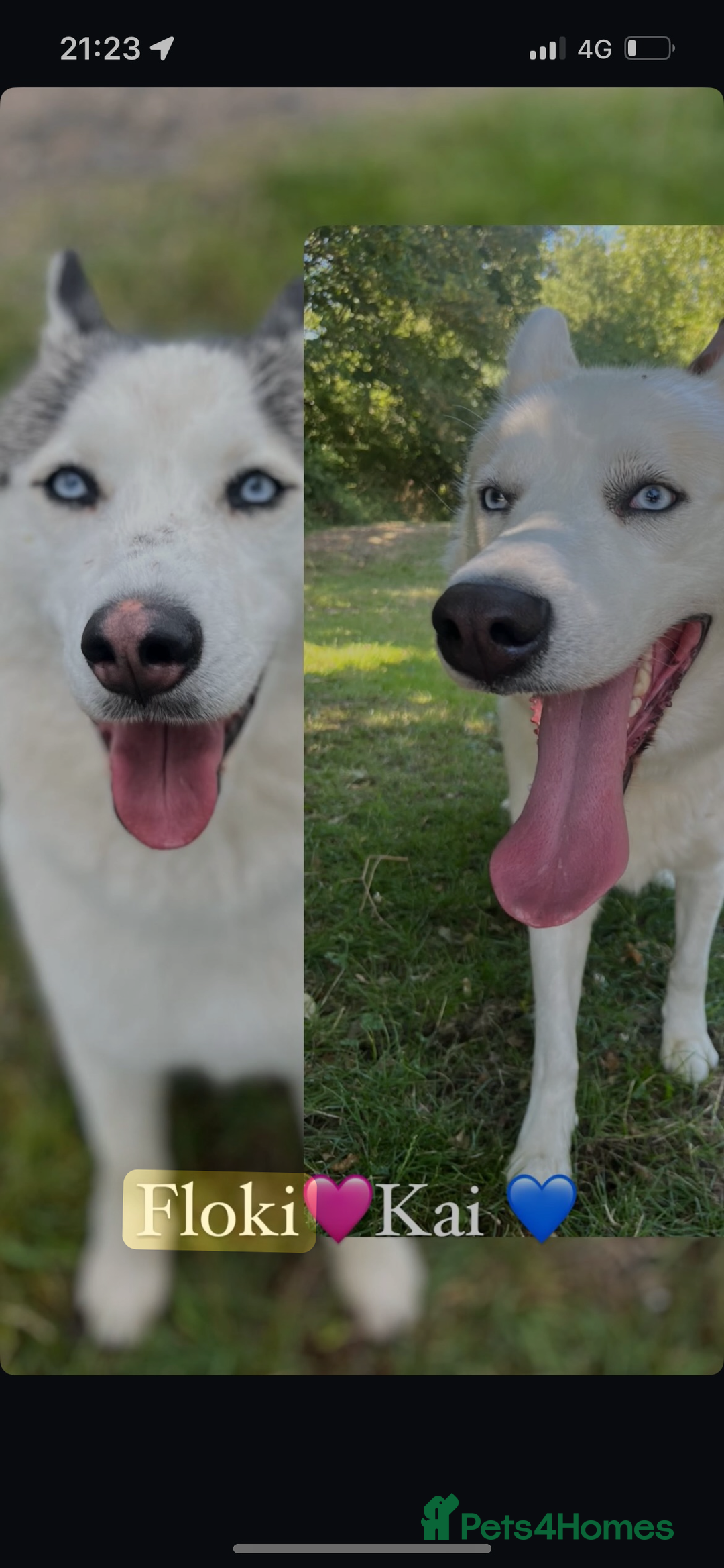 Siberian Husky dogs for sale: Beautiful Purebred Siberian Husky puppies  - Image 8