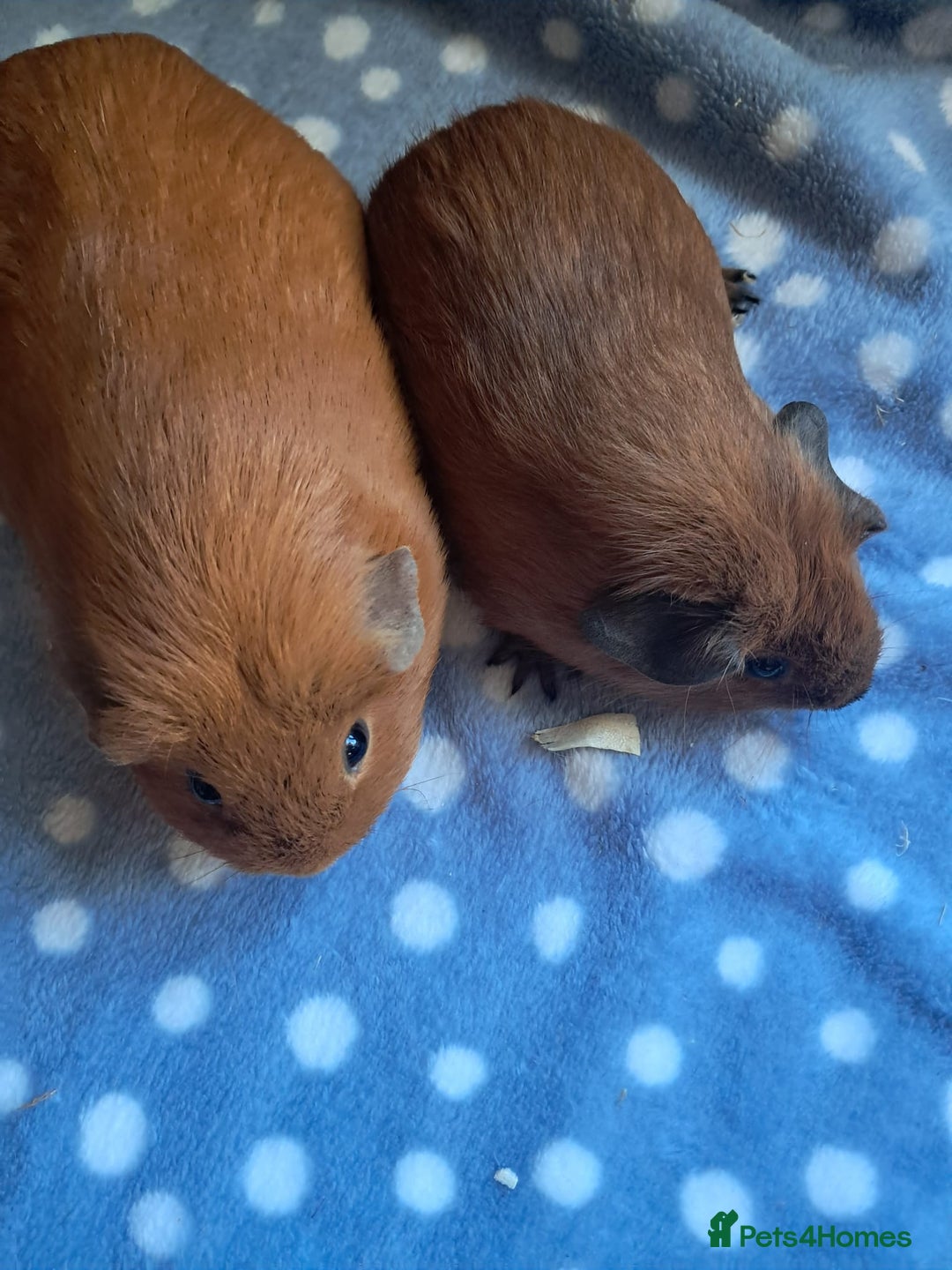 Guinea Pig rodents for sale: BABY CALIFORNIAN WITH MUM - Advert 1