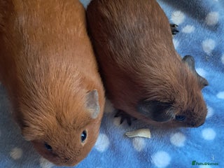 Guinea Pig rodents BABY CALIFORNIAN WITH MUM - Advert 14