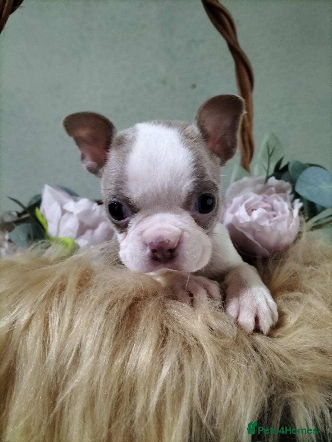 Boston Terrier dogs for sale: Rare Merle Champagne Boston Terriers - Image 7