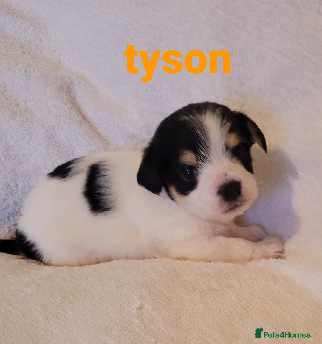 Mixed Breed dogs for sale: Adorable Jack Russell  mix  - Advert 4