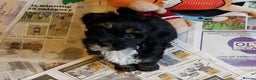 Tibetan Terrier dogs for sale: Litter of 4 Pinrow KC Tibetan Terrier puppies - Advert 2