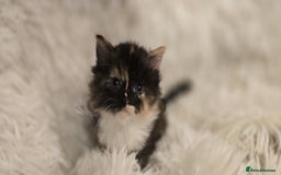 Maine Coon cats for sale: Amazing Maine coin babies  - Image 3