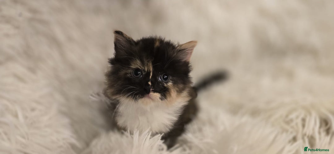 Maine Coon cats for sale: Amazing Maine coin babies  - Image 3