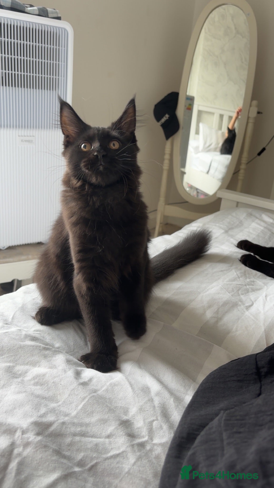 Maine Coon cats 🌙 Midnight 🌙 - Advert 16