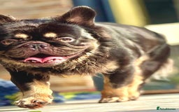 French Bulldog dogs for stud: PROVEN STUD Louis Isabella, Rojo Visual Fluffy in London - Image 4