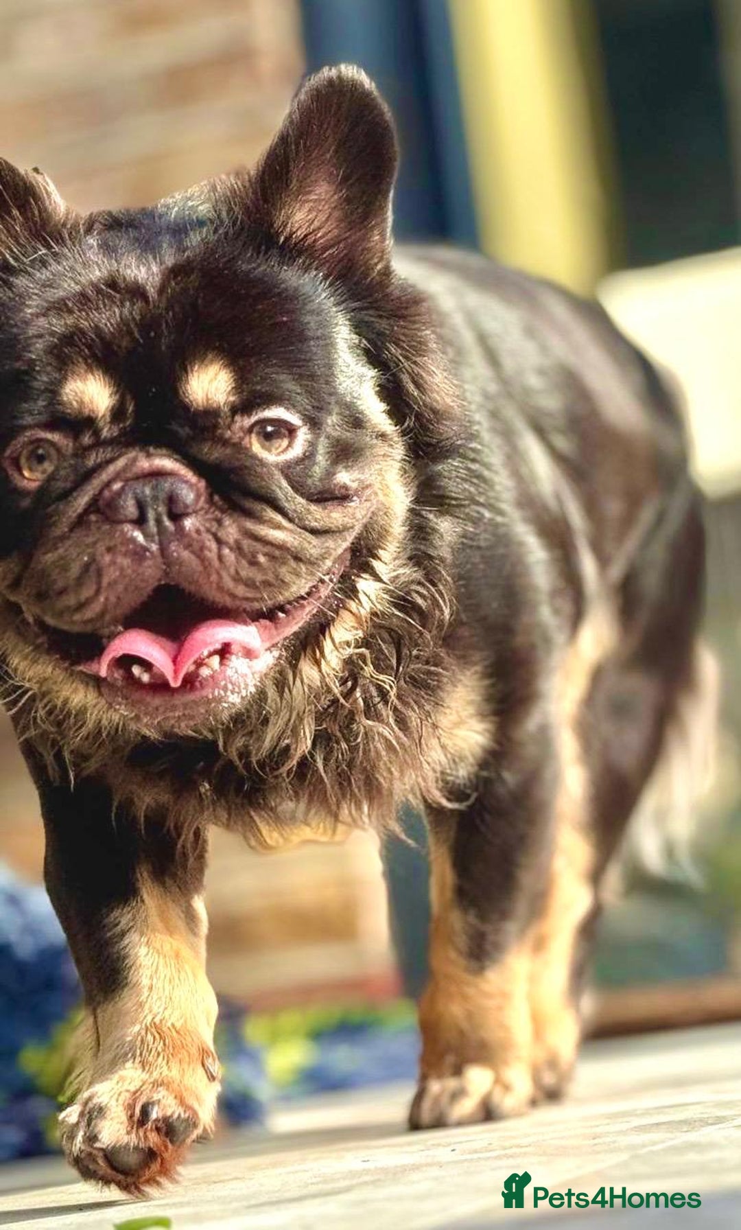 French Bulldog dogs for stud: PROVEN STUD Louis Isabella, Rojo Visual Fluffy in London - Image 4