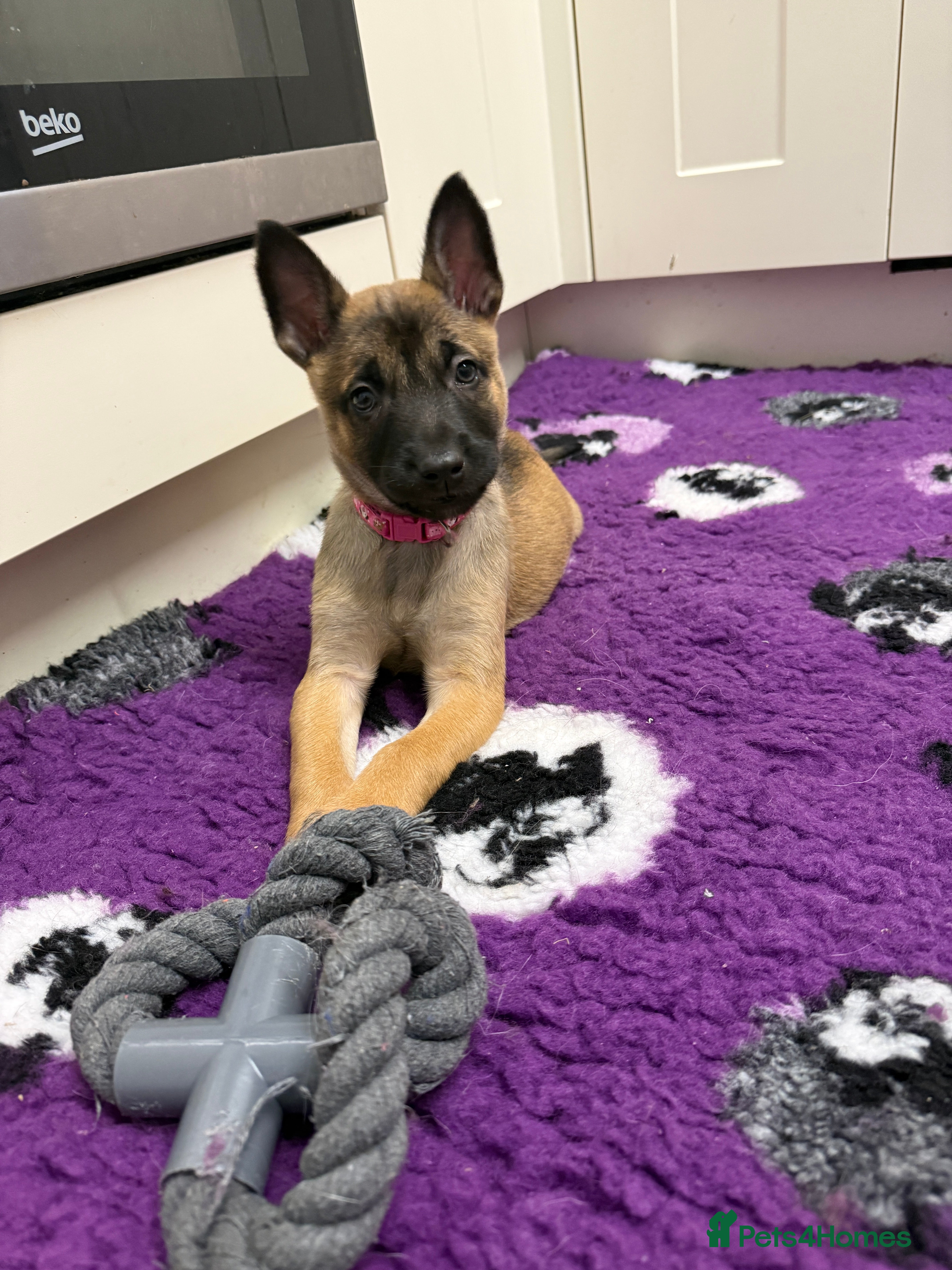 Belgian Shepherd Dog dogs KC Registered & Health Tested Belgian Malinois - Advert 2