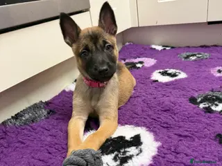 Belgian Shepherd Dog dogs KC Registered & Health Tested Belgian Malinois - Advert 5