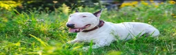 English Bull Terrier dogs for sale: KC REGISTERED ENGLISH BULL TERRIER PUP  - Advert 1