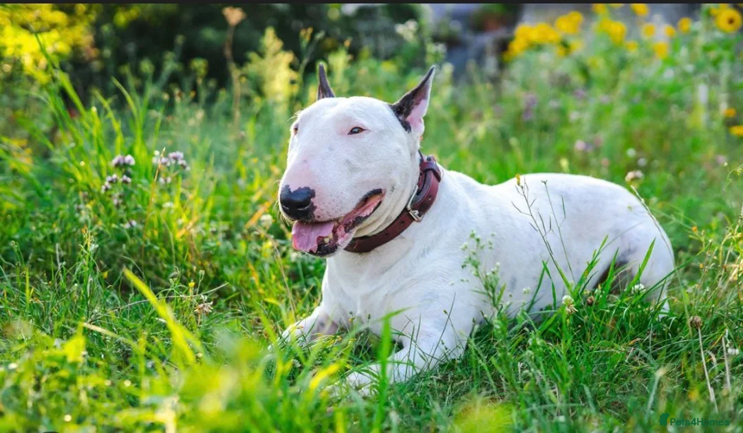 English Bull Terrier dogs for sale: KC REGISTERED ENGLISH BULL TERRIER PUP  - Advert 1