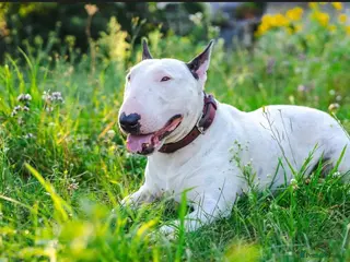 English Bull Terrier dogs KC REGISTERED ENGLISH BULL TERRIER PUP - Advert 1