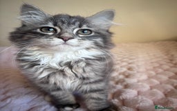 Maine Coon cats for sale: Maine Coon Kitten  - Image 4