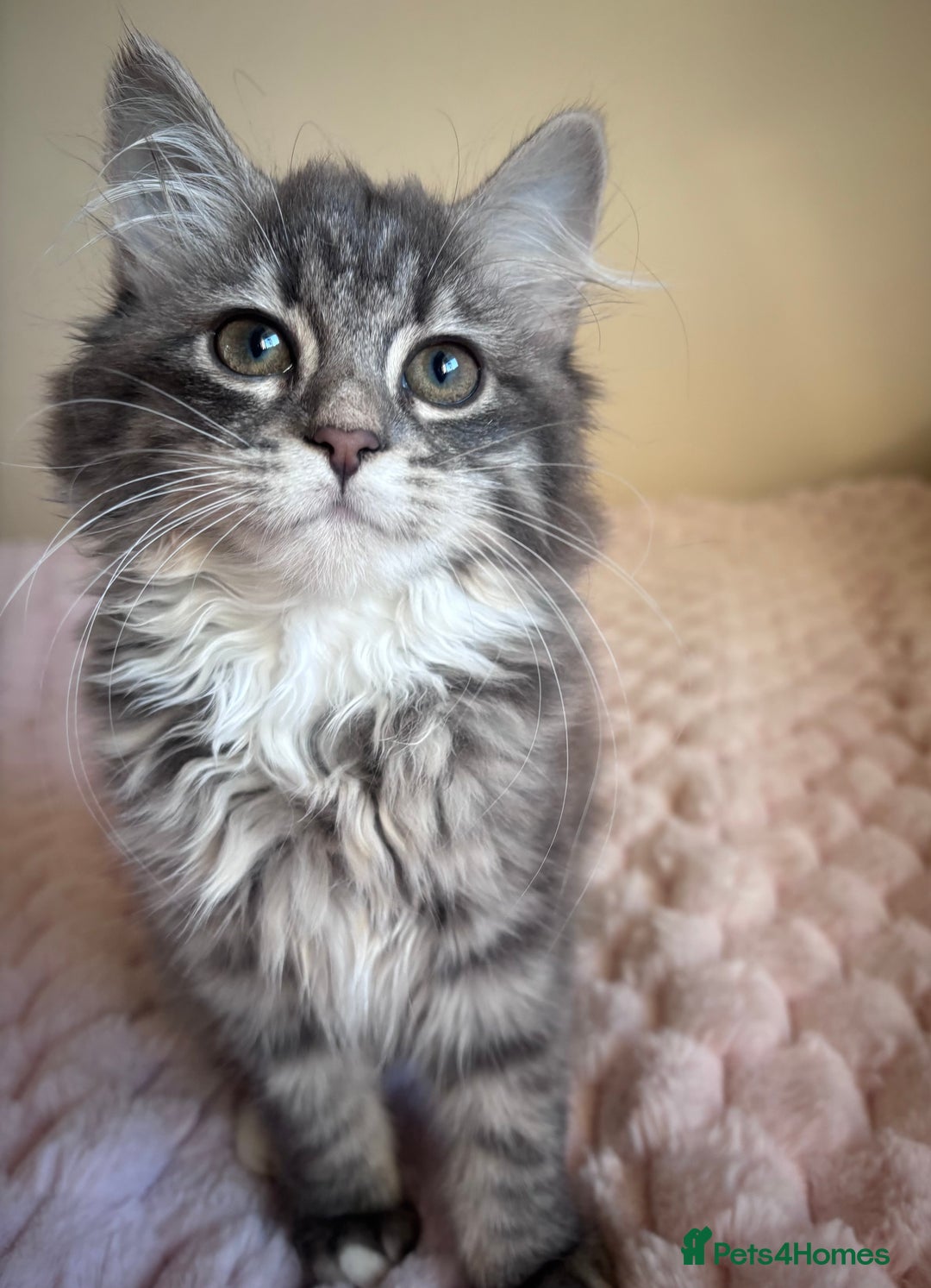 Maine Coon cats for sale: Maine Coon Kitten  - Image 4