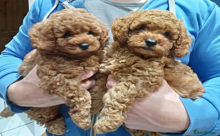 Cavapoo dogs - Advert 16