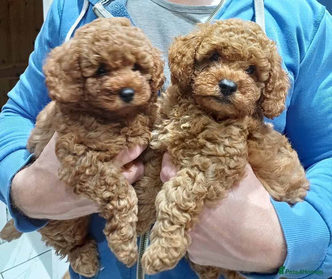 Cavapoo dogs for sale: Gorgeous Fox Red Toy Cavapoos - Image 1