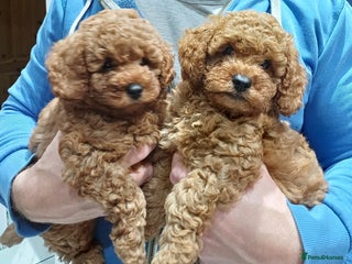 Cavapoo dogs - Advert 34