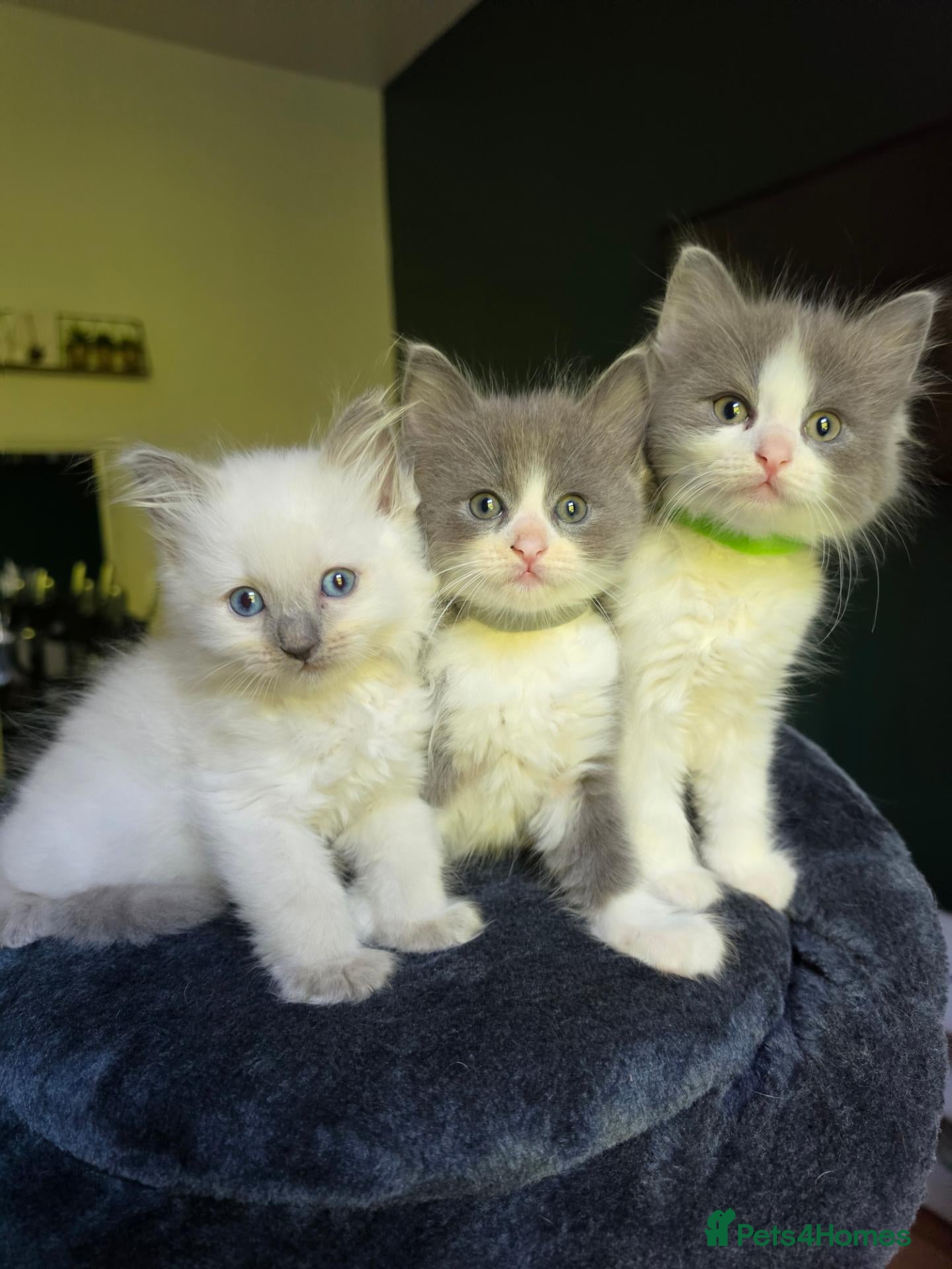 Mixed Breed cats 5 beautiful ragdoll x kittens  - Advert 4