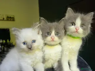 Mixed Breed cats 5 beautiful ragdoll x kittens - Advert 4