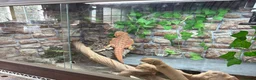 Bearded Dragon reptiles for sale:  Bearded Dragon + Whole set up.  - Advert 7