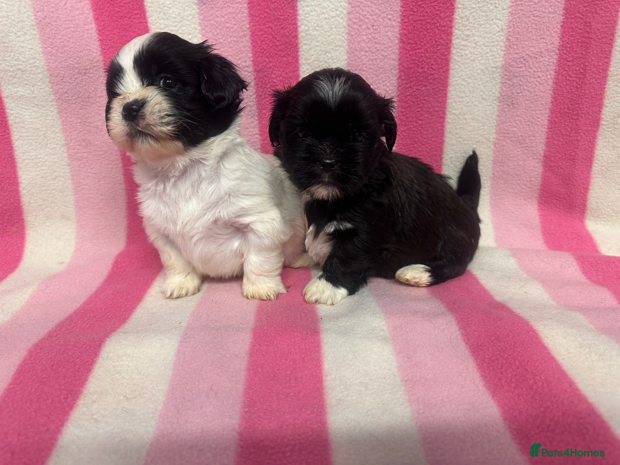 Lhasa Apso dogs KC Registered Lhasa Apso Puppies - Advert 2