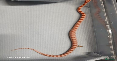 Corn Snake reptiles - Advert 8
