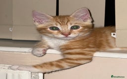 Mixed Breed cats for sale: Lord nelson - Image 5