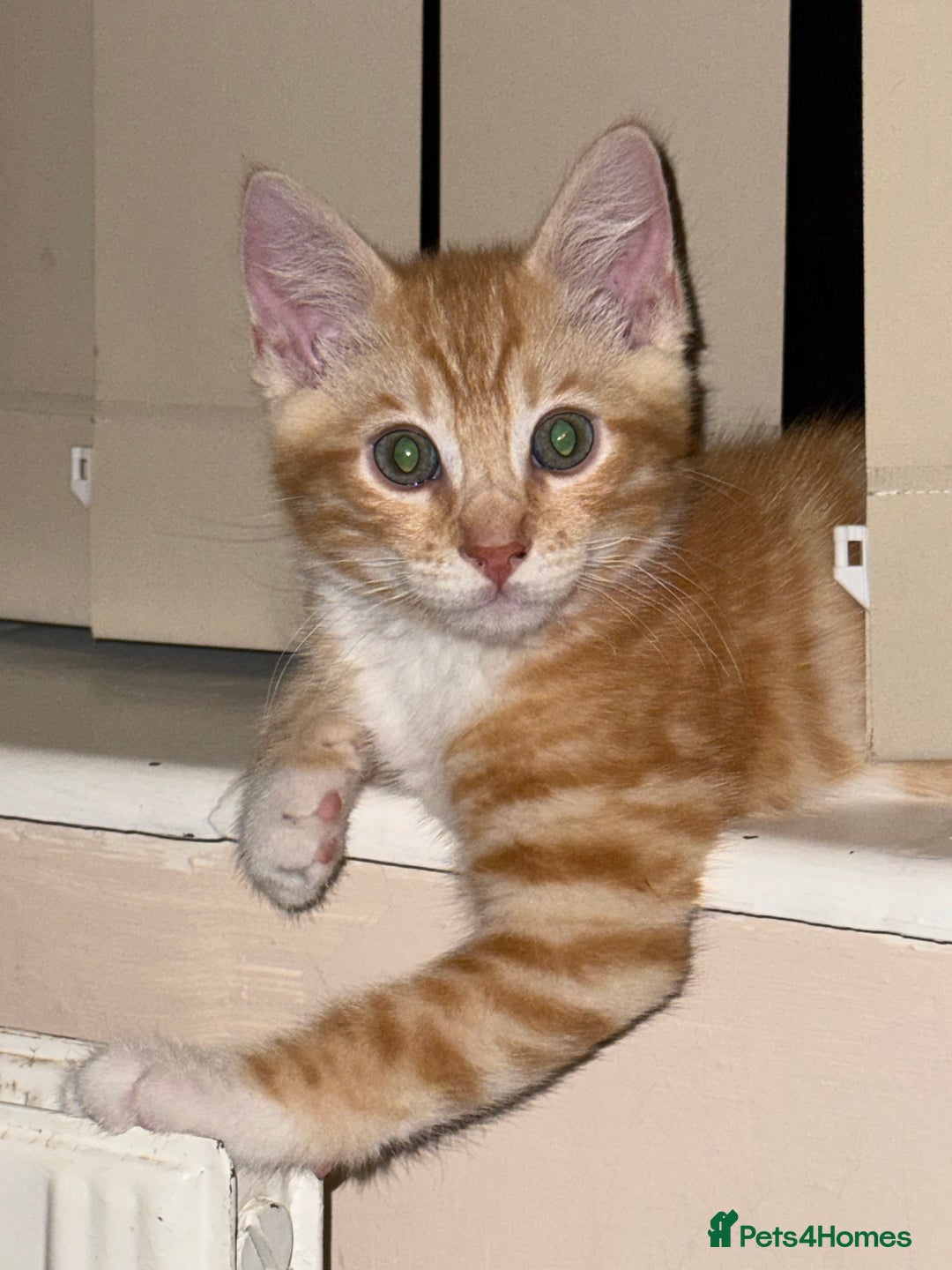 Mixed Breed cats for sale: Lord nelson - Image 5