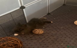 Lionhead rabbits for sale: Double mained lionhead black and white boy  - Image 4