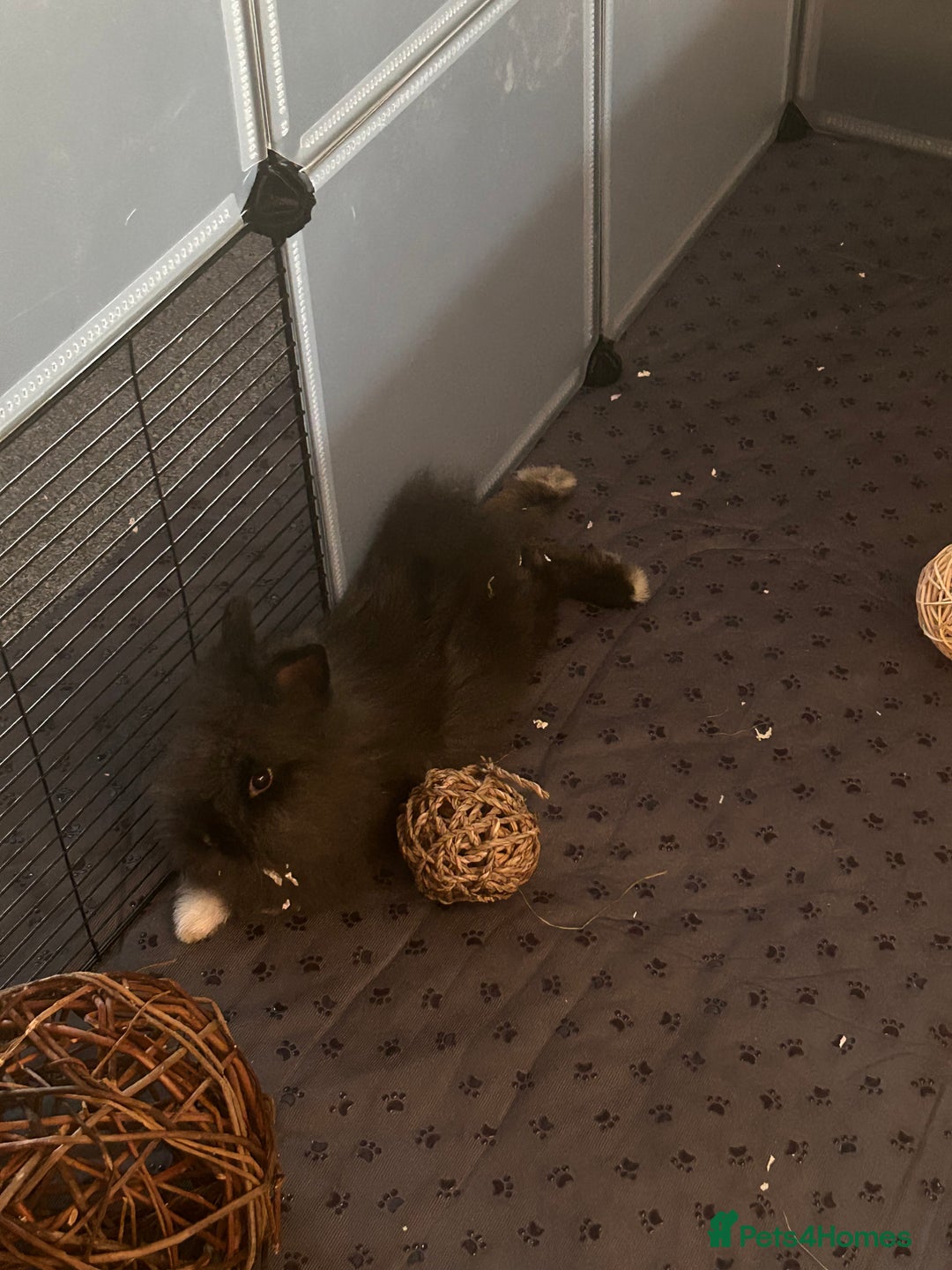 Lionhead rabbits for sale: Double mained lionhead black and white boy  - Image 4