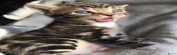 Bengal cats for sale: Glittery Bengal X With Famous References! - Advert 5