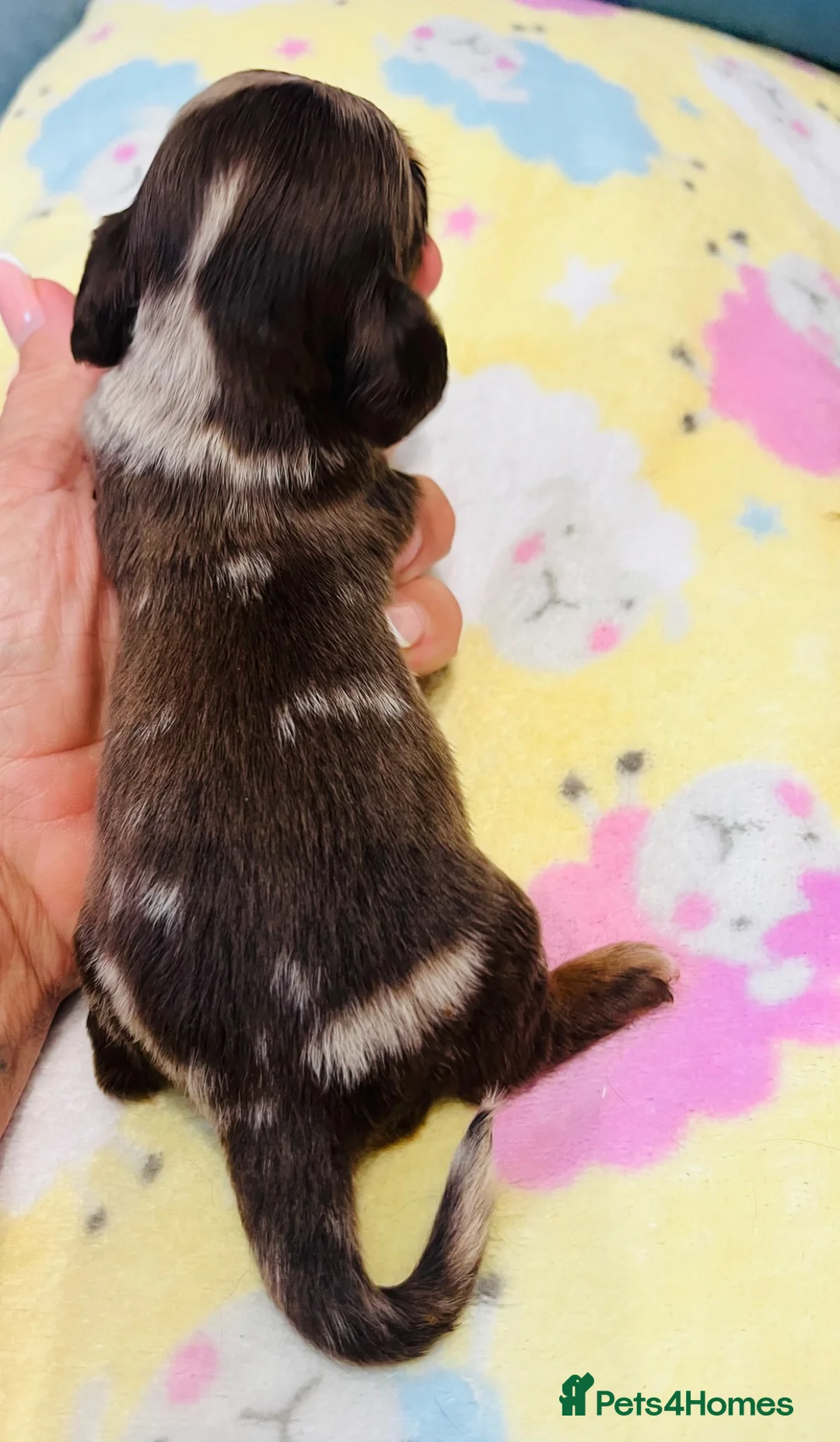 Miniature Dachshund dogs for sale: Mini long haired KC PRA clear health tested baby  in Maidstone - Advert 2