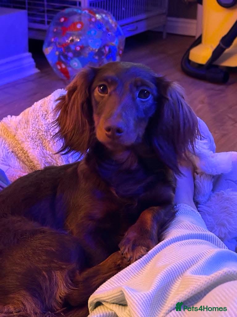 Miniature Dachshund dogs Long haired miniature daschunds  - Advert 2