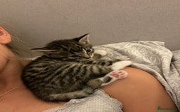 Mixed Breed cats for sale: 1x spotty boy and X3 tabby girls  - Image 6